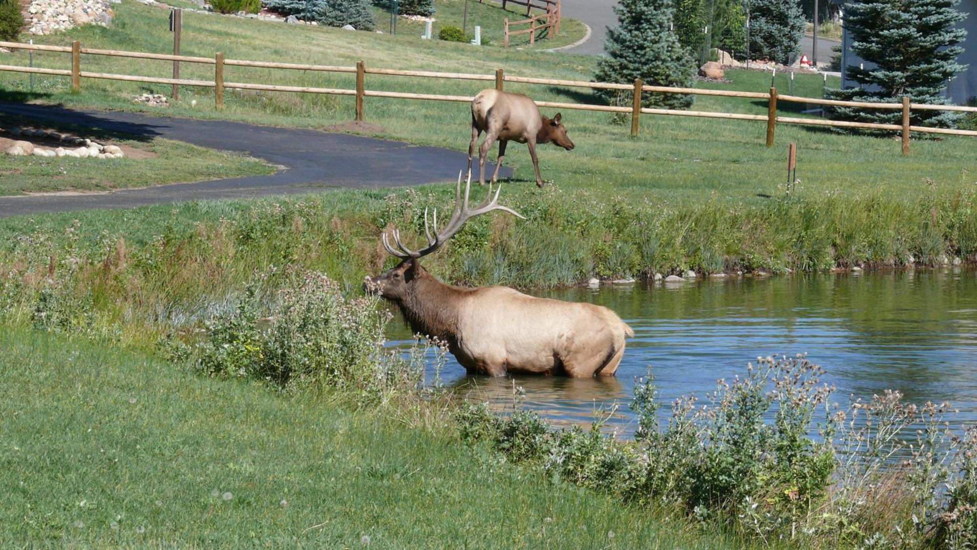 Discovery Lodge Estes Park Eksteriør bilde